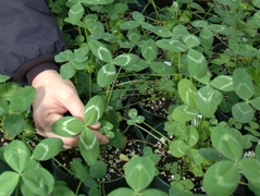 arrowleaf_clover .jpg